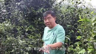 【老徐谈茶】第199期：邦东单株古树秋茶产量少，干鲜比惊人！滋味如何？ 超清