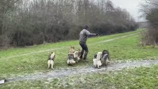 Training Wolfdogs and Malamutes - @SextonDogs