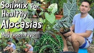 BEST SOILMIX FOR HEALTHY ALOCASIA PLANTS | ALOCASIA CARETIPS