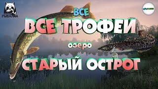 РУССКАЯ РЫБАЛКА 4 (RUSSIAN FISHING 4) - ВСЕ ТРОФЕИ НА ОЗ. СТАРЫЙ ОСТРОГ. ПОЧЁТНЫЙ РЫБОЛОВ.