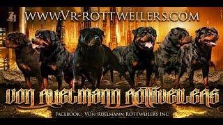 Rottweiler Workout (Von Ruelmann Rottweilers Day in the life EP4.)