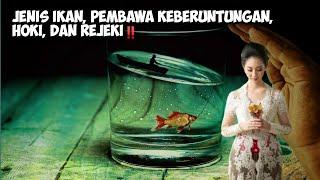 Jenis Ikan, Pembawa Keberuntungan, Hoki, Dan Rejeki.