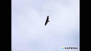 Greater Spotted Eagle @ Chiu S C 4183