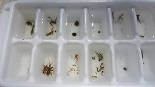 Aquatic Insects of the Middle River