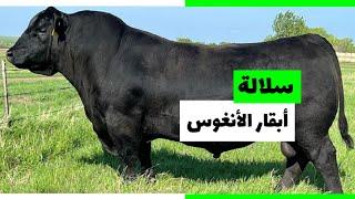 ابقار انغوس العالمية | أهم المزايا والمواصفات الإنتاجية