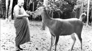 Ajahn Chah - Wholehearted Training