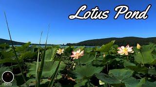 Lotus Pond (EXTENDED) - Aakash Gandhi