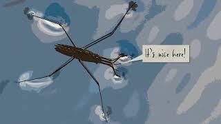 Learn How Water Striders Skate Across the Water’s Surface