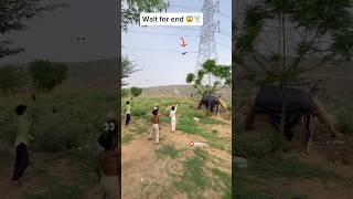 Kabutar ️ko hand training kase दे पार्ट 3  #shortsfeed #kabootar #tranding #shorts #kabutar
