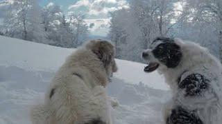 Romanian Mioritic Shepherd Dogs  | Câini Ciobanesti Mioritici