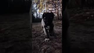 Kangal | Beast transformation | #shorts