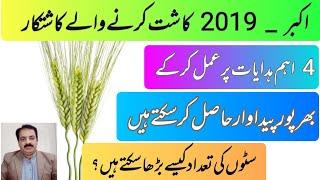 Key Instructions for Maximizing Yield with Akbar-2029 Wheat Variety | zarai mashwary | Sajjad khaira