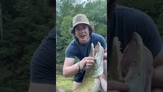 BIG Muskie on light line #musky #fishing #muskie #muskyfishing #muskiefishing