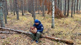 БОРОВИКИ и БЕЛЫЕ ГРИБЫ! Грибник ПОПАЛ под ДОЖДЬ! Грибы в осеннем бору