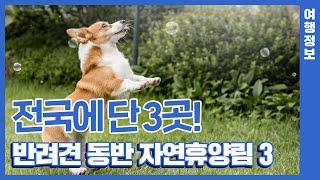 전국에 단 3곳!ㅣ반려견 동반 가능한 자연휴양림ㅣ힐링휴가