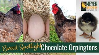 Meyer Hatchery Breed Spotlight - Chocolate Orpingtons!