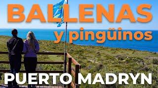 Ver ballenas en Puerto Pirámides  | Puerto Madryn 2021