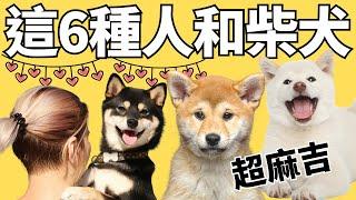 這六種人很適合養柴犬，第5種養什麼狗都輕鬆柴犬優缺點🟢Shiba Inu