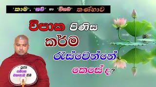 විපාක පිණිස කර්ම රැස්වෙන්නේ කෙසේද? (‘කාම’, ‘භව’ හා ‘විභව’ තණ්හාව)