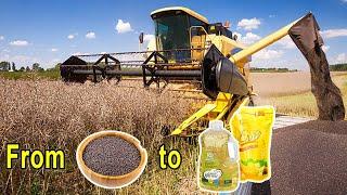 AMAZING CANOLA HARVESTING IN AMERICA INSIDE THE PROCESS OF CANOLA OIL