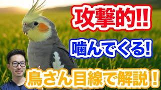 【質問コーナー】PBFD、BFD、クラミジアの検査方法の違いや精度は？セキセイインコさん食事量が減った…原因がわかりません..オカメインコさんが攻撃的です...偏食と攻撃性の関係は？にお答えしました！