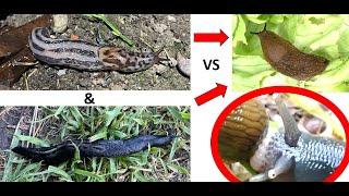 Leopard slug AND Ash-Black slug hunt Red SLUGS