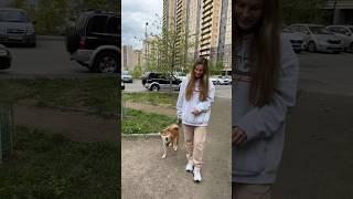 Сиба Ину выполняет команды #shorts