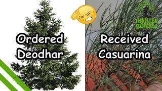 Ordered Deodhar, Received Casuarina