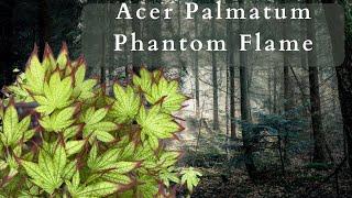 Discover The Stunning Beauty Of Acer Palmatum Phantom Flame Japanerse Maple