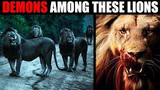 THE MOST DANGEROUS LIONS IN THE WORLD: Mapogos, Majingilanes and Selatis