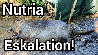 Nutria Jagd mit Büchse und Falle - Große Schäden durch Sumpfbiber an Kartoffeln und Mais