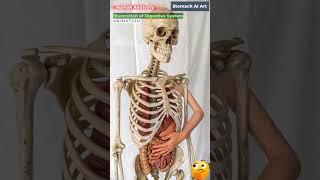 Animation of Digestive System | Stomach AI Art | 62