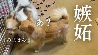 【嫉妬】他の犬がママに近づくことを許さないチワワ