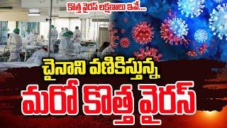 చైనాలో మరో కొత్త వైరస్, మహమ్మారిగా మారనుందా..! | China Mysterious New Virus | SumanTV Media