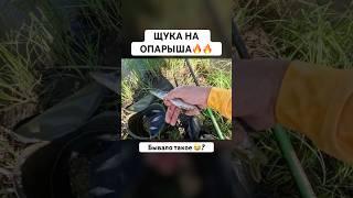 ЩУКА НА ОПАРЫША #рыбалка #fishing #щука #pike #рекомендации #shorts #юмор #угар #природа