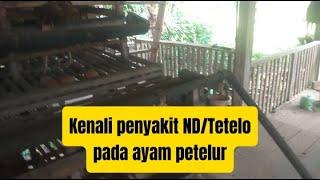 Tahukah anda,,,,. Penyakit ND/Tetelo Pada ayam petelur