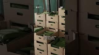 Вісім гектарів теплиць: як вирощують овочі в селі на Рівненщині #shorts