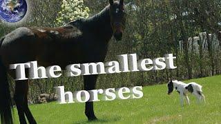 TOP more information the Smallest Horses in the World