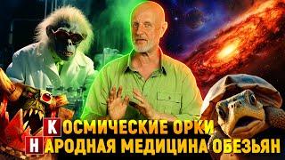 Химия на пальцах, медицина джунглей, галактика орков, черепаха для гоминида | Новости науки