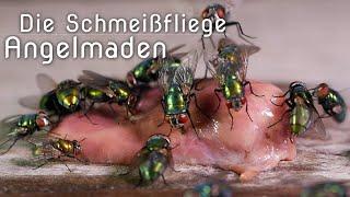 Schmeißfliegen(Angelmaden) ein vermeintlicher Schädling - Blowfly, a supposed pest +english subtitle