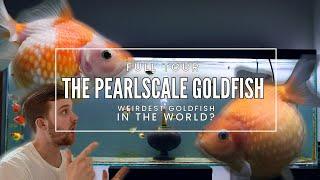 AWARD winning goldfish breeder | Pearlscale goldfish facility tour | BREEDING setup