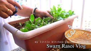 Kitchen Garden Spinach| Playing with BOBO bunny| Storing Veggies️ | Watering Plants | VLOG