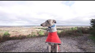 Day in the life | Freddie the Whippet | Walking, eating & napping!