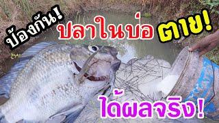 สาเหตุและวิธีป้องกันปลาที่เราเลี้ยงไม่ให้ตายในบ่อ