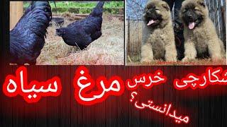 میدانستی؟| سگ که خرس شکار میکند، چشم زمین و غیره...