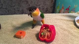 Kumquat (Caique) and Her Majesty (Conure)