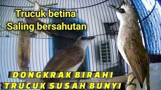 Suara trucuk betina birahi memangil jantan..ampuh untuk jebol birahi trucuk malas bunyi