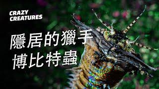 於海底隱居的掠食者 | 奇怪動物紀錄片