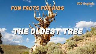 Fun Facts for kids 2024 EP05: The Oldest Tree