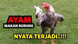 Proses Seekor Ayam Makan Burung NYATA ADANYA